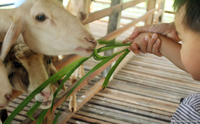 Feeding goats at Sinar Eco Resort, Johor, Malaysia