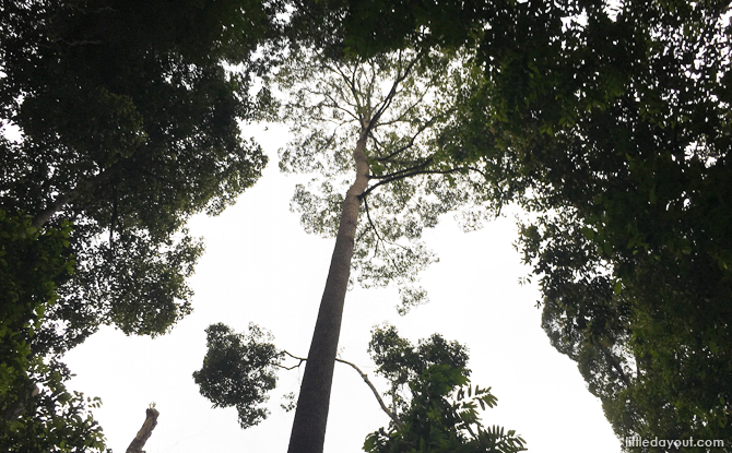 Rainforest Canopy at Bukit Timah Hill