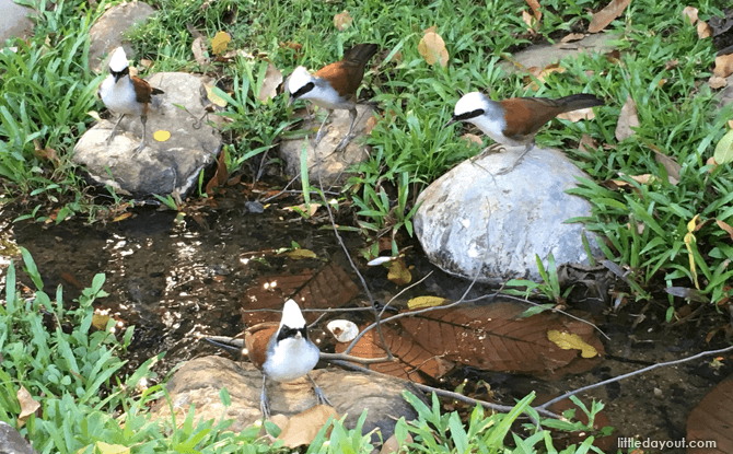 Bukit Batok Nature Park thrush birds