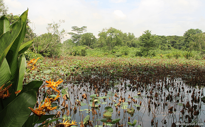 Bollywood Veggies - Lotus Pond