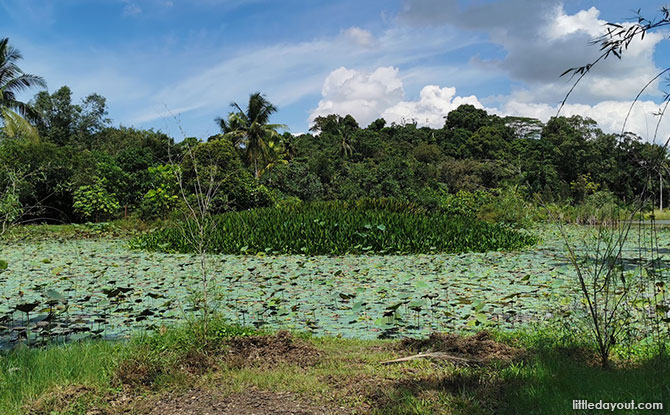 Ubin lotus pond