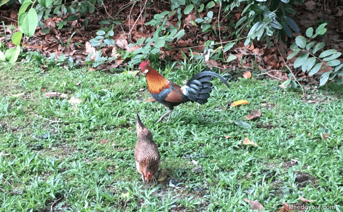 Bukit Batok Nature Park chickens