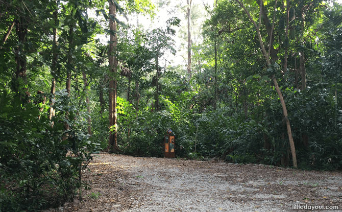 Forest Trail