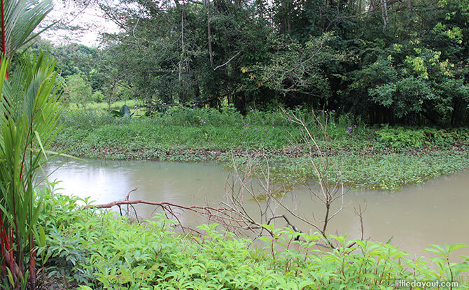 Streams at Windsor Nature Park