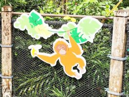 Mandai Express Service From Our Tampines Hub To Zoo Available, So You Can Swing Down To See The Animals Faster