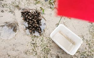 5 Reasons Why The Sentosa Siloso Headland Intertidal Walk At Tanjong ...