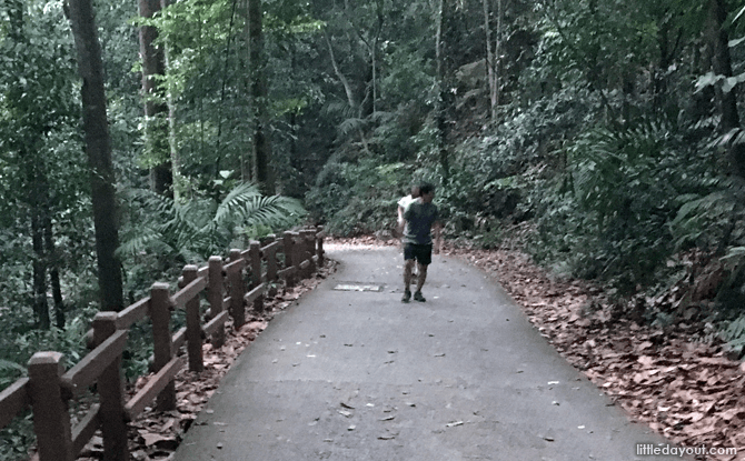 Walking Down Bukit Timah Hill