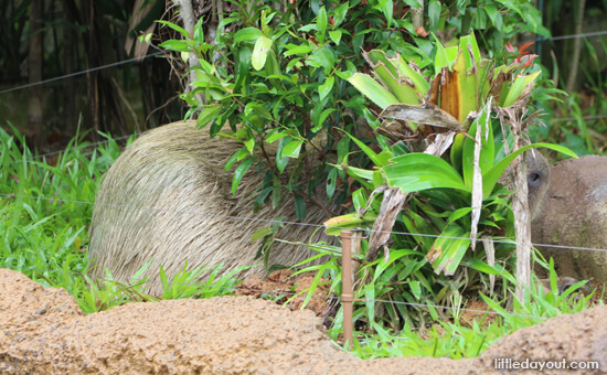 Capybara