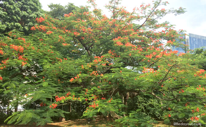 Heritage Tree at Fort Canning Park