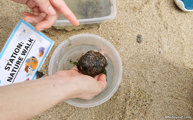 Ball Sea Cucumber