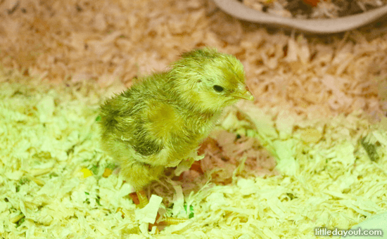 Chicks