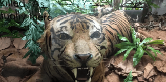 e17-Tiger