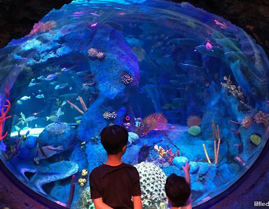 e17-sea-life-malaysia