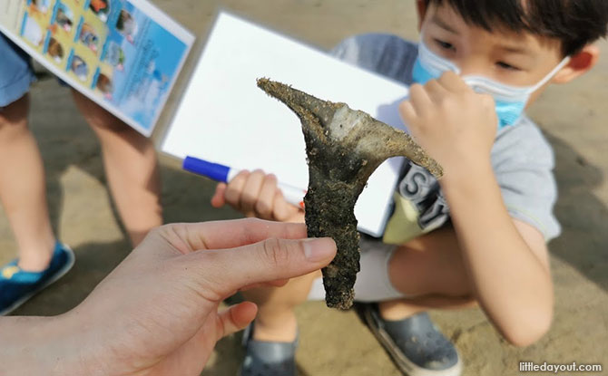 hammer-shaped clam