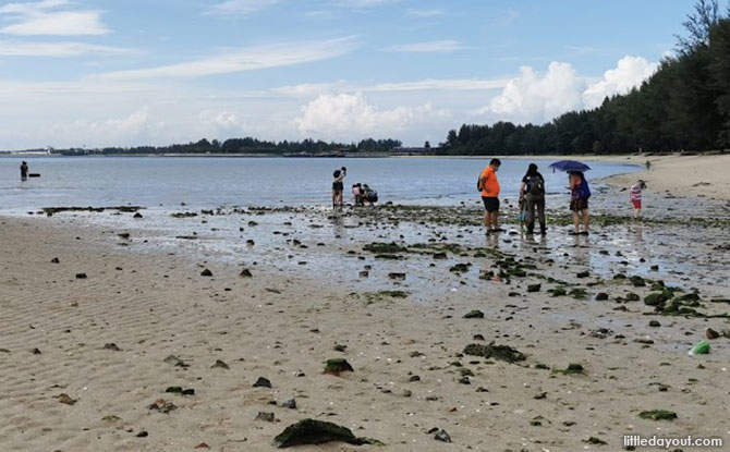 Intertidal Walk with Young Nautilus