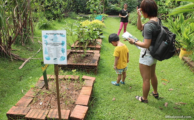 Bollywood Veggies - Garden