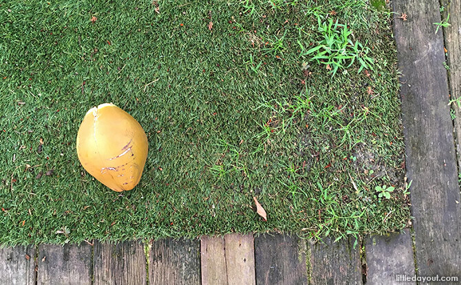 Coconut on the ground at Gardensasia