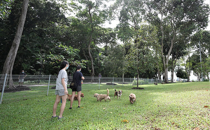 East Coast Park Dog Run at Parkland Green 