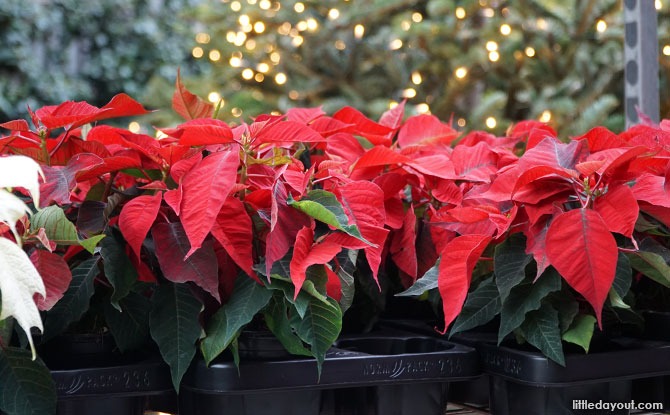 Poinsettia Wishes