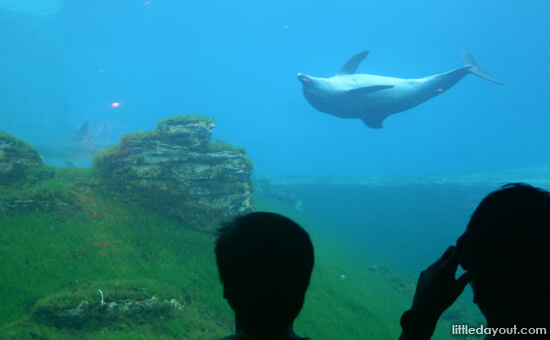 Dolphins Revealed at S.E.A. Aquarium e2-viewing
