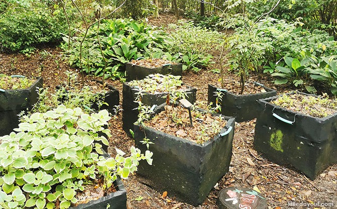 Potting Garden