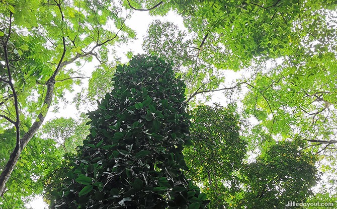 Trees at Jacob Ballas Children's Garden