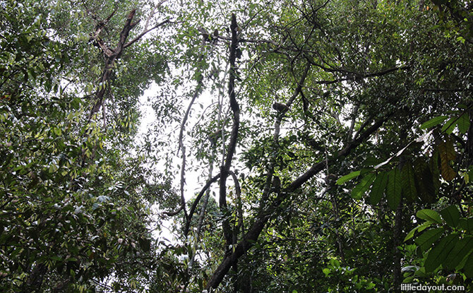 Monkeys at Central Catchment Nature Reserve