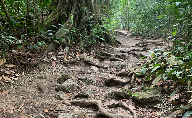 MacRitchie Reservoir Trek