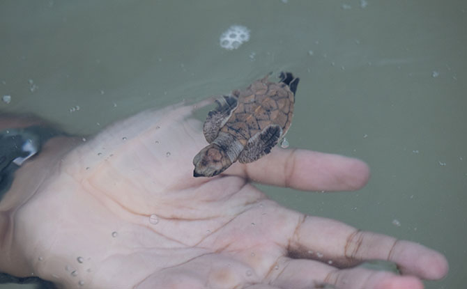 Hawksbill Turtles in Singapore