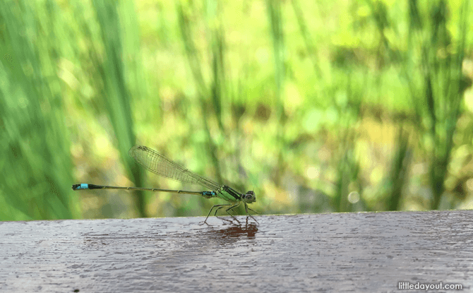 Dragonfly