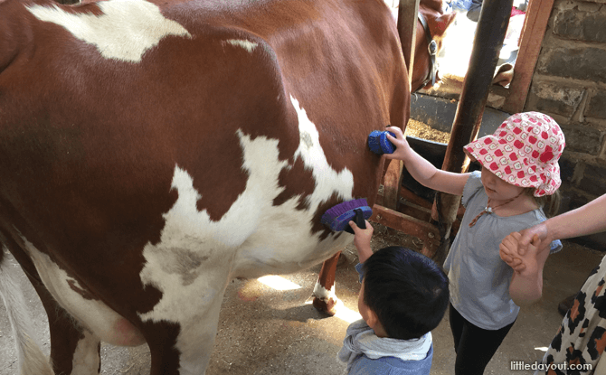 Melbourne Collingwood Children's Farm cow - Melbourne with kids