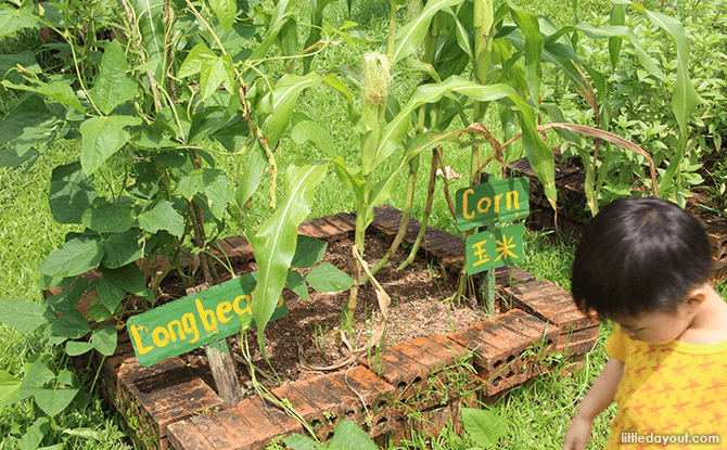 Bollywood Veggies - Farm