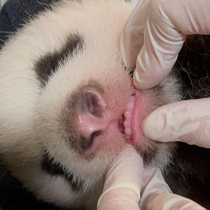 Baby Panda's Teeth Are Out