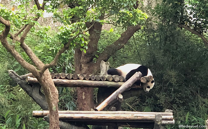 Pandas at the Taipei Zoo