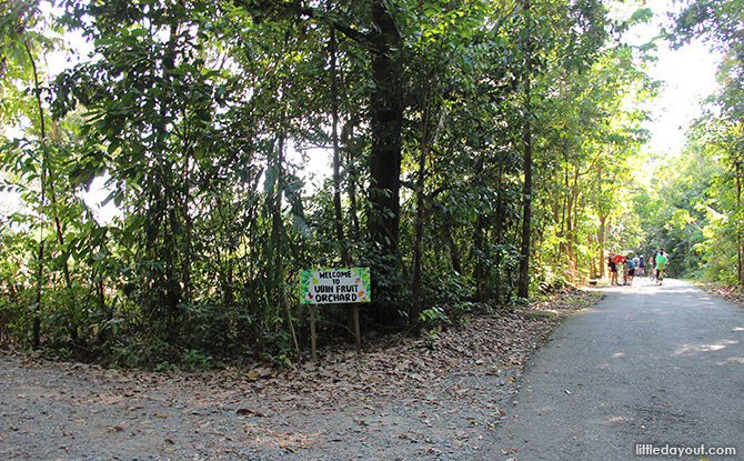 Pulau Ubin Chinese Kampong House: Ubin Fruit Orchard