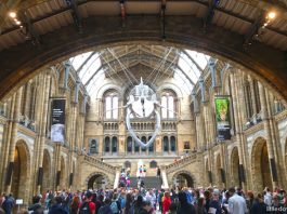 National History Museum Launches NHMHomeworkClub For Kids Interested In Dinosaurs & Wonders Of The Natural World