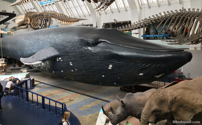 Model of the Blue Whale at the Natural History Museum, London
