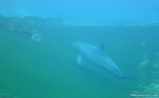 Dolphin