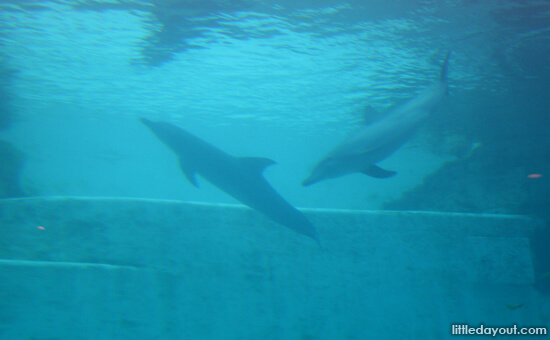 Dolphin more
