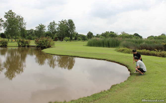 Sengkang Riverside Park wetlands