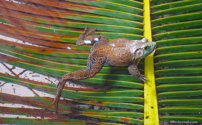 Jurong Frog Farm