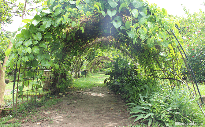 Bollywood Veggies - Arches