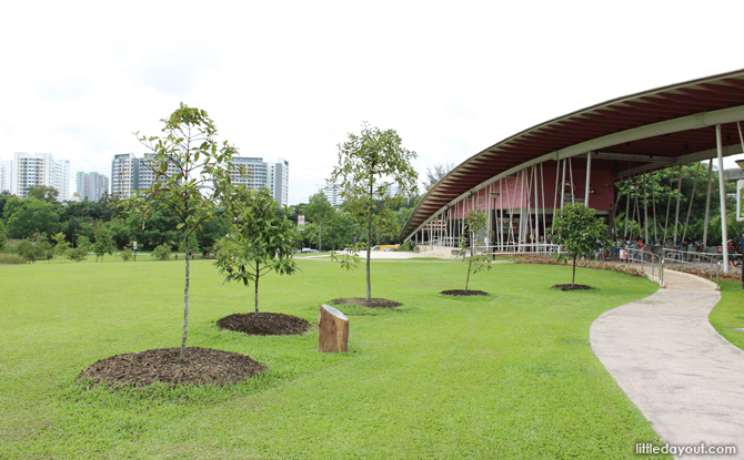 Sengkang Riverside Park fruit trees