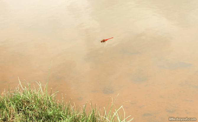 Sengkang Riverside Park dragonfly