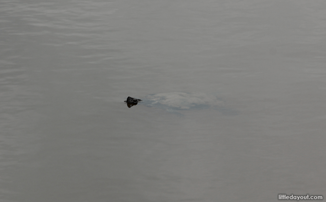 Sengkang Riverside Park turtle