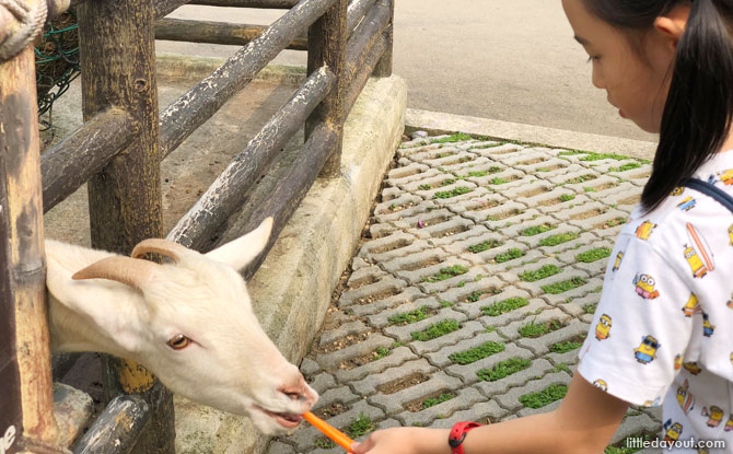 Feeding Goats