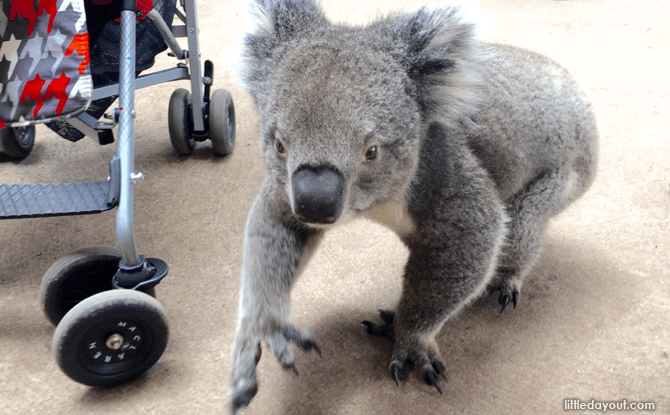 Caversham Koala