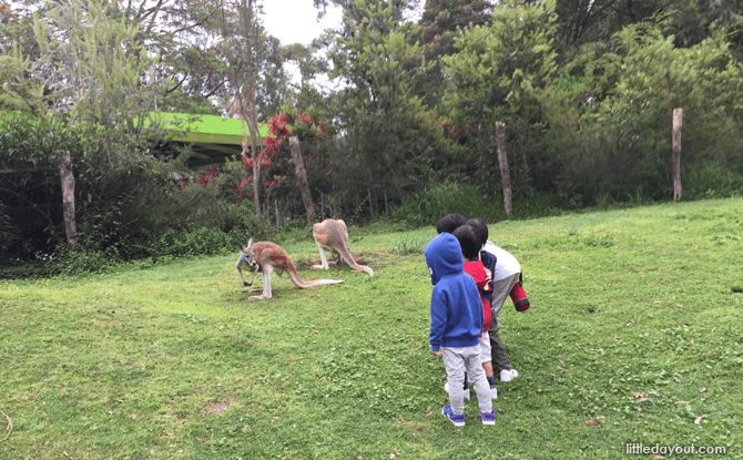 Melbourne Healesville Sanctuary