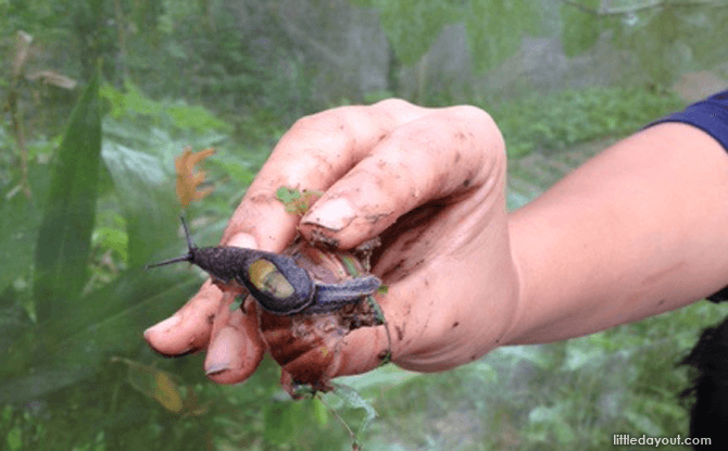 Garden Snail