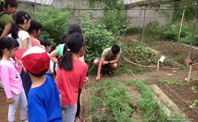 Weeding Plants at Kampong Kampus